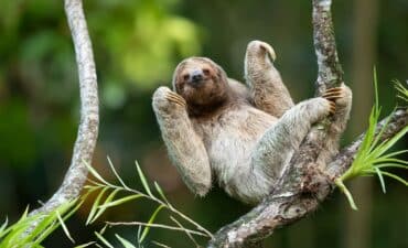 A sloth on the Amazon