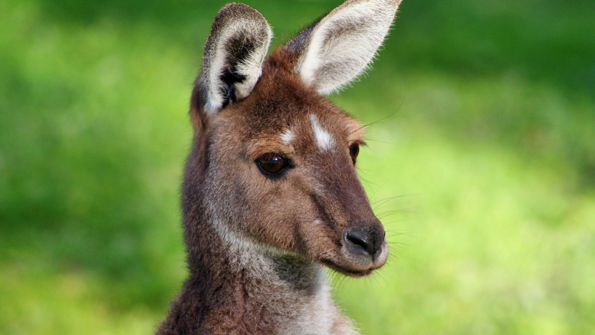 iconic kangaroo
