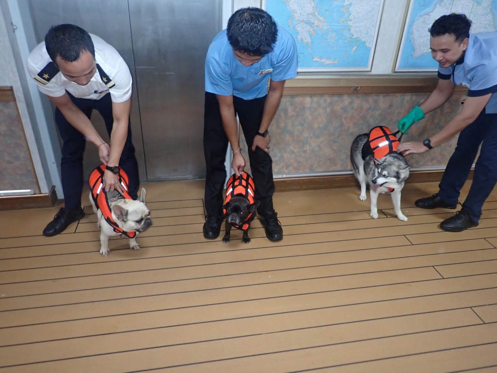 The three pooches rescued