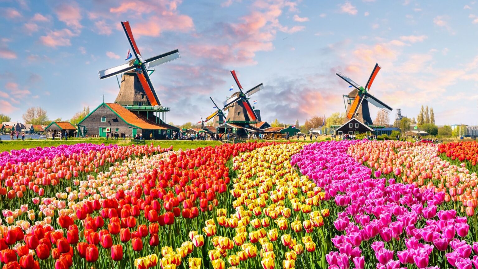 Dutch tulips and windmills