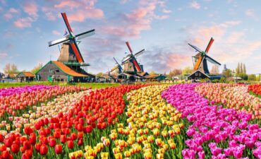 Dutch tulips and windmills