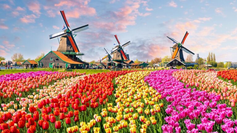 Dutch tulips and windmills