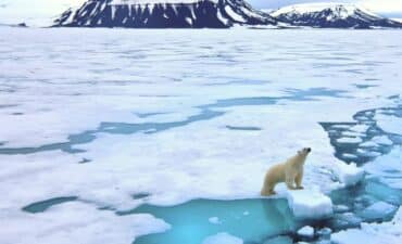 polar bear in Svalbard