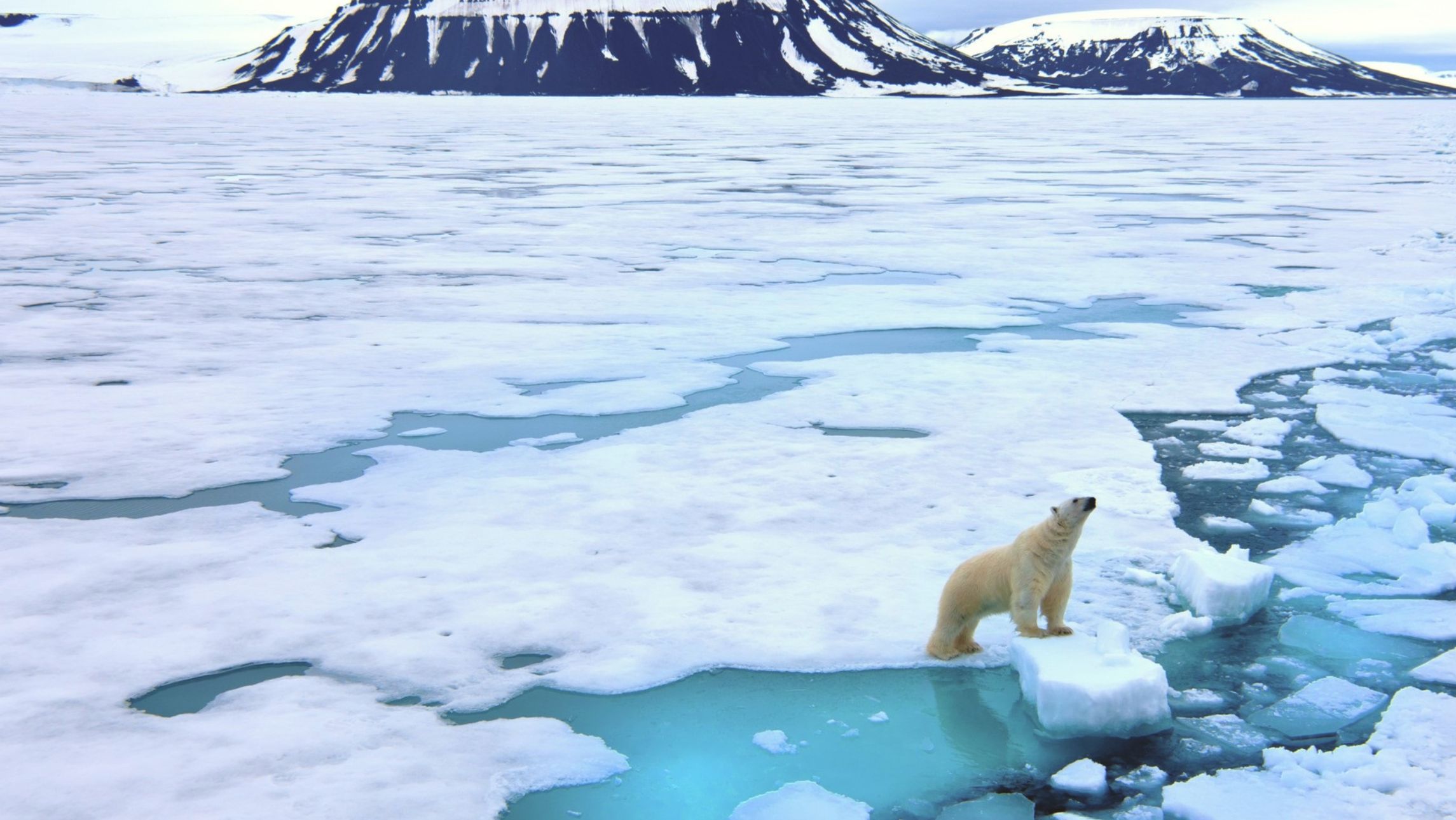polar bear in Svalbard