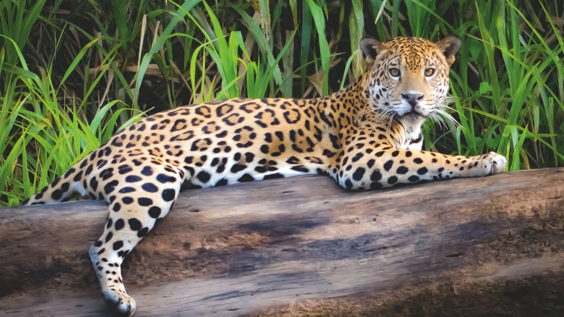 A leopard in Colombia