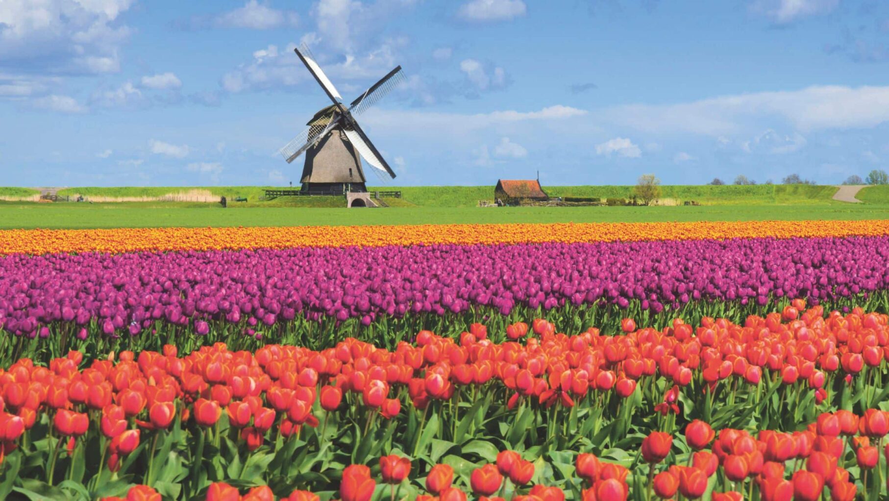 Amsterdam Tulip Time