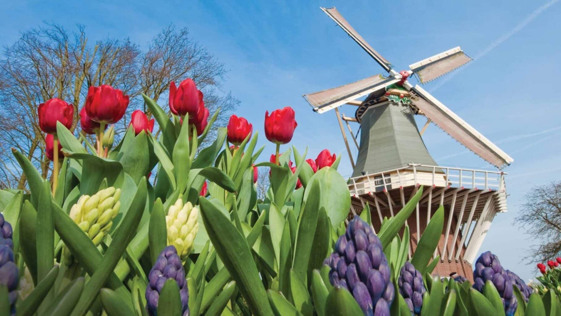 Tulip time on one of Tauck's river itineraries