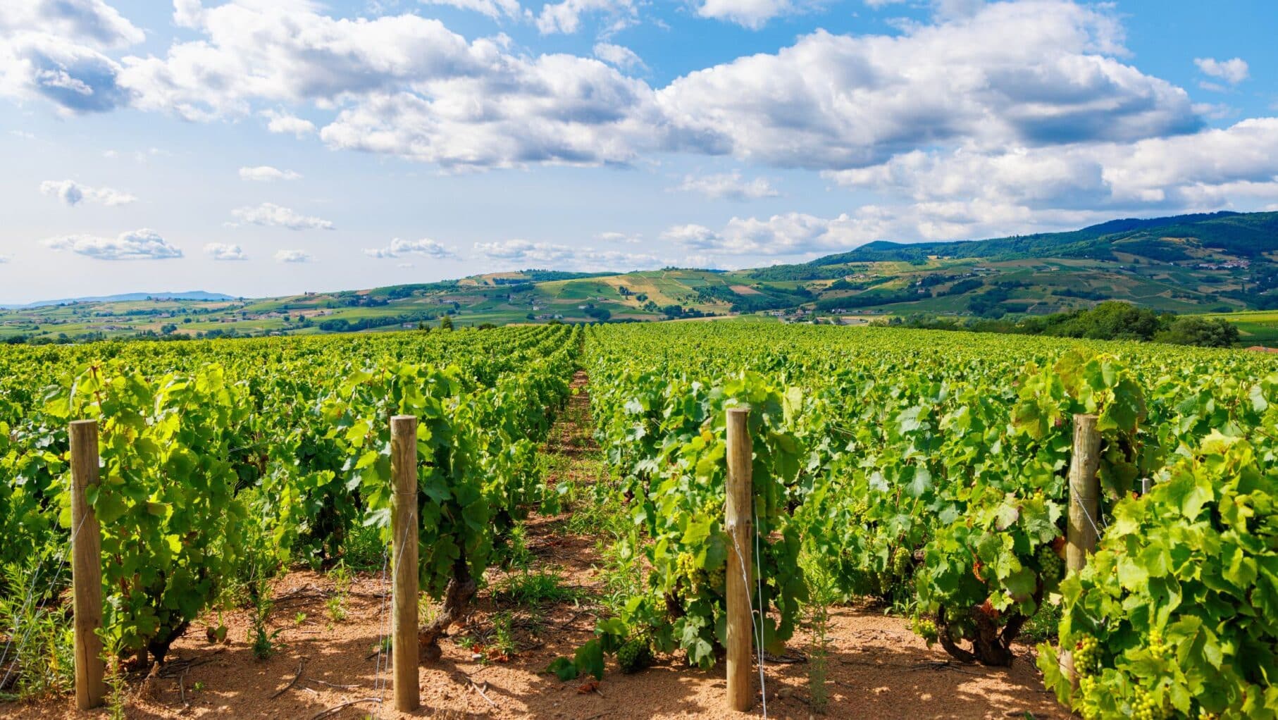 Beaujolais Vineyard