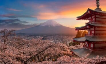 Cherry blossoms with Mount Fuji backdrop
