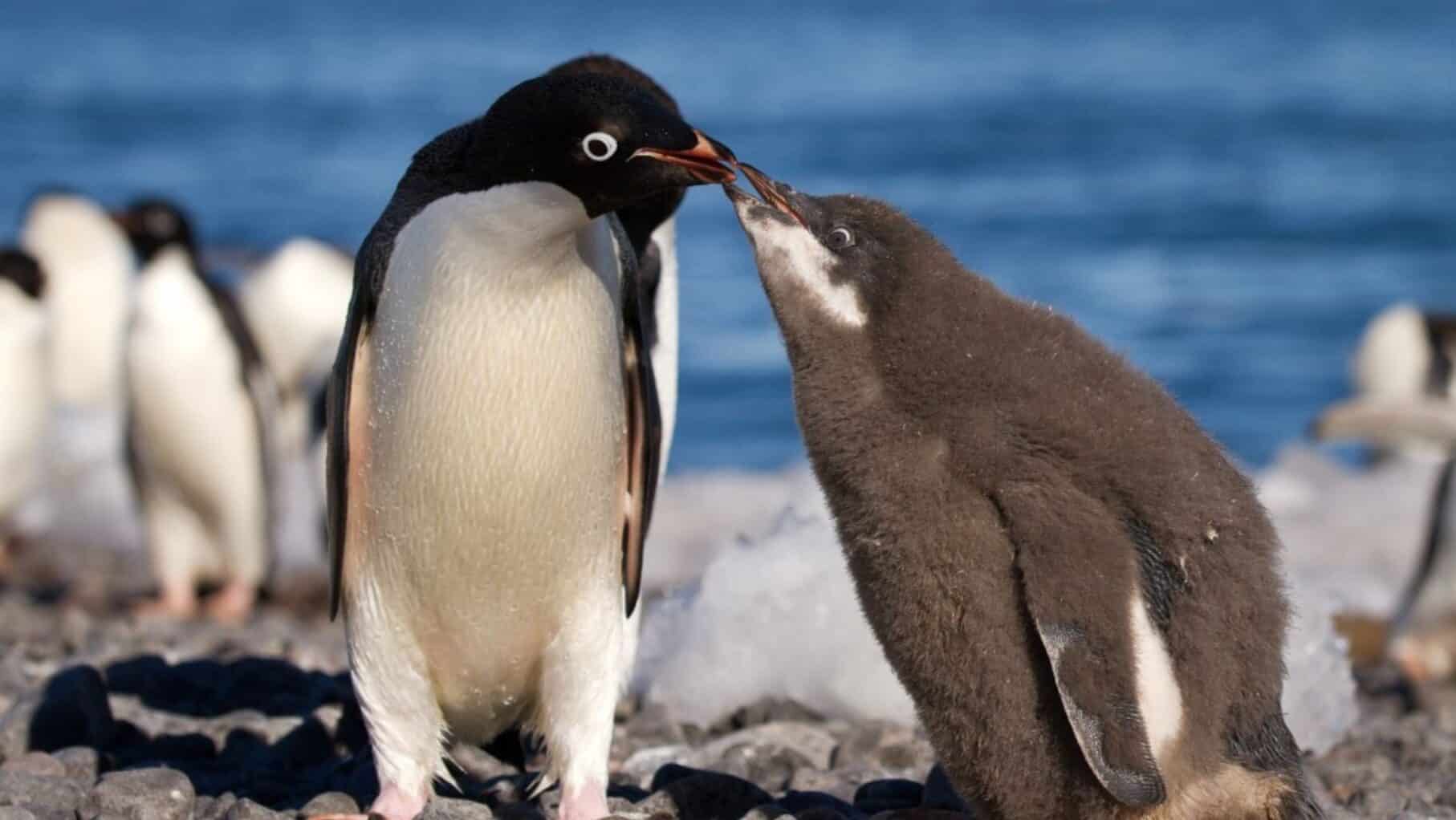 Penguins in Antarctica