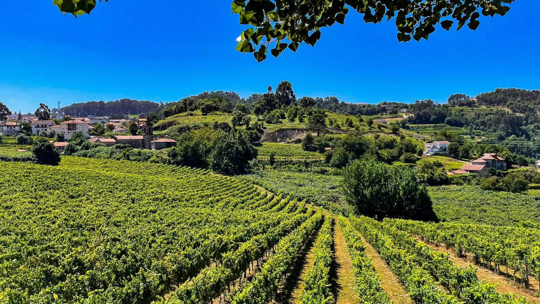 Explore the lush vineyards of the Vinho Verde Region