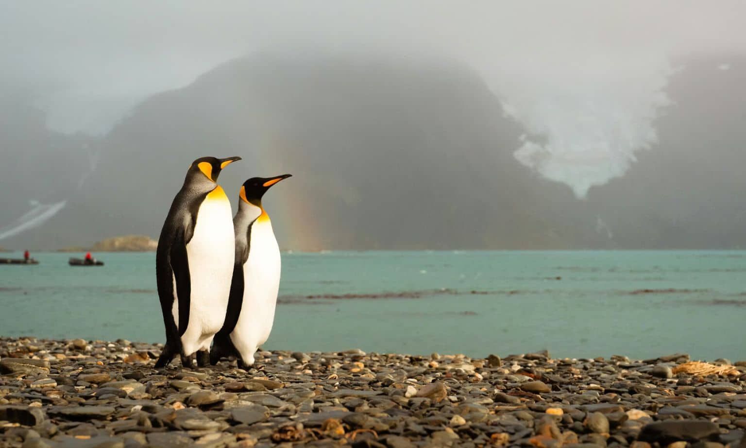 King Penguins in South Georgia