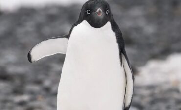 a penguin in antartica
