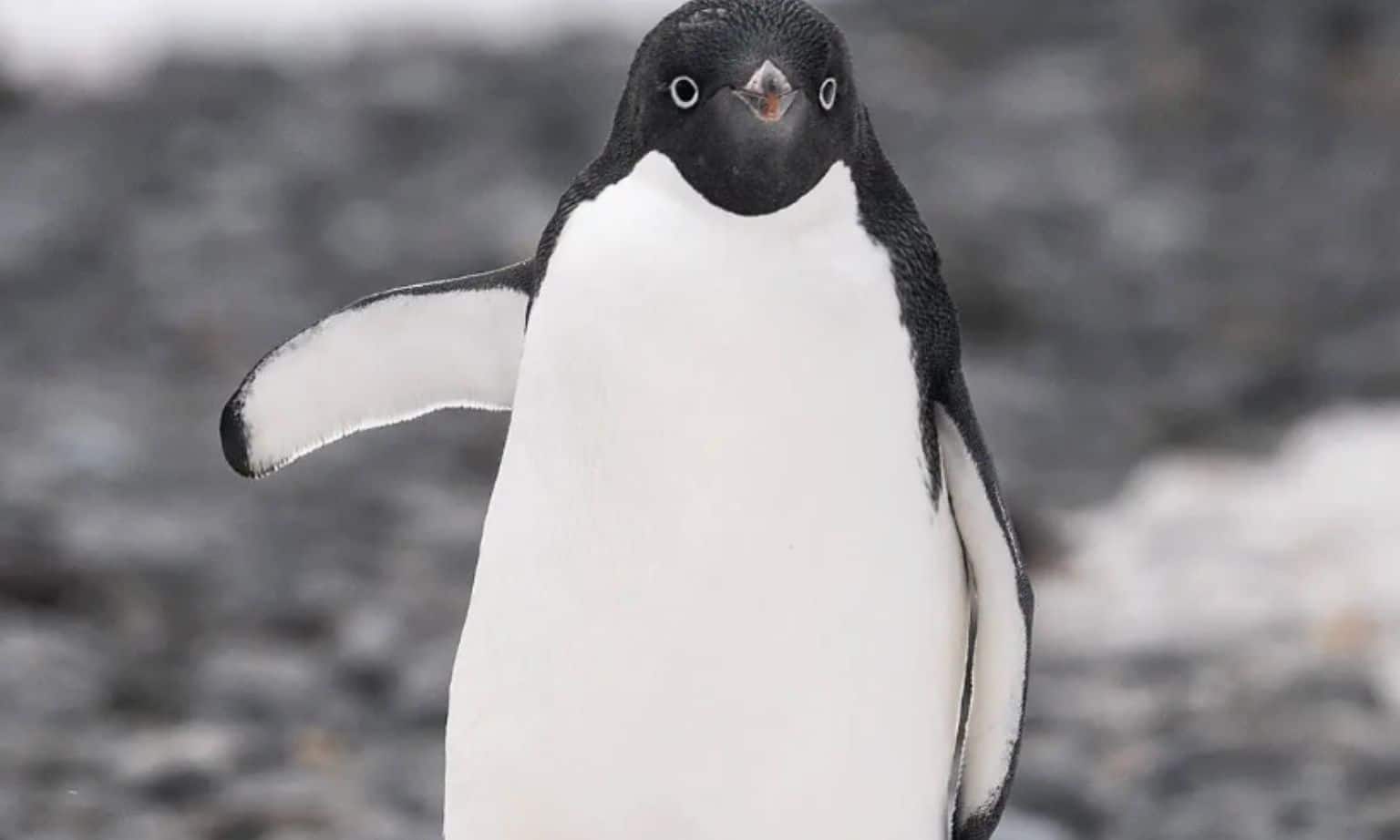 penguin