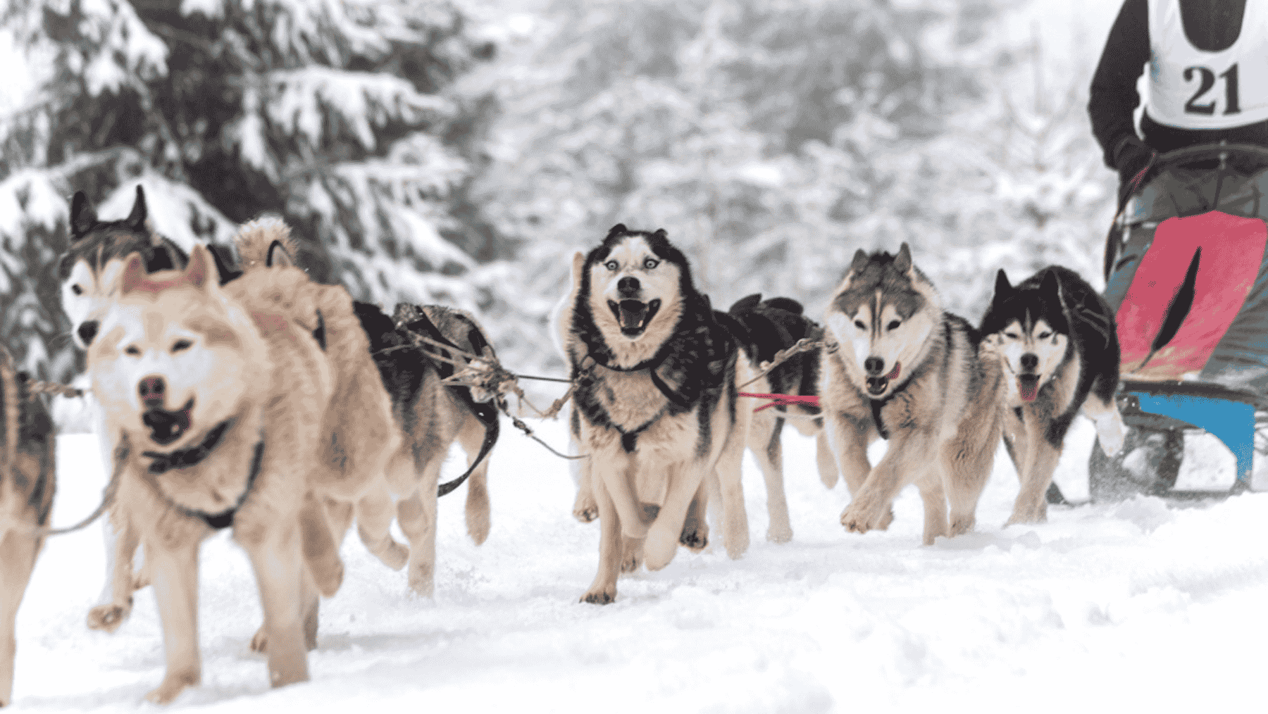 Dog sledding is dropped from shore excursions