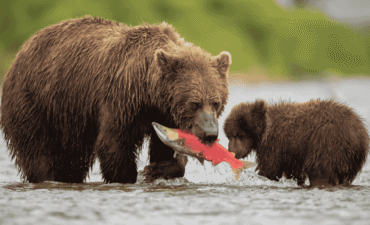 Salmon banned from menus