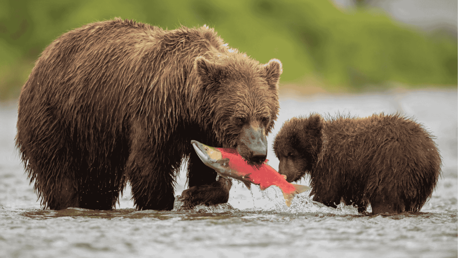 Salmon banned from menus