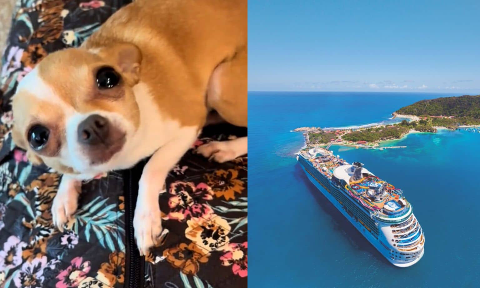 chihuahua cruise ship