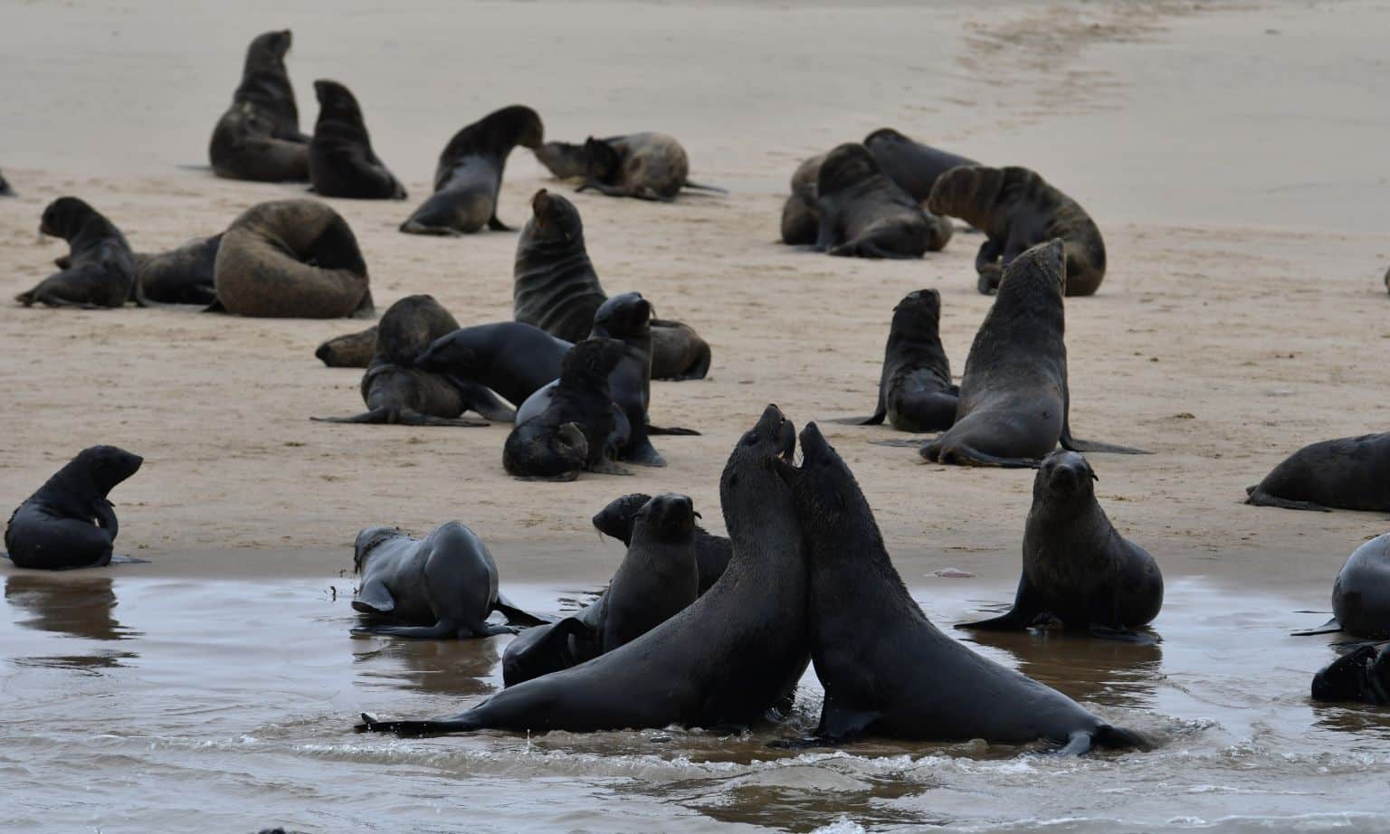 Cape fur seal colony in Walvis Bay