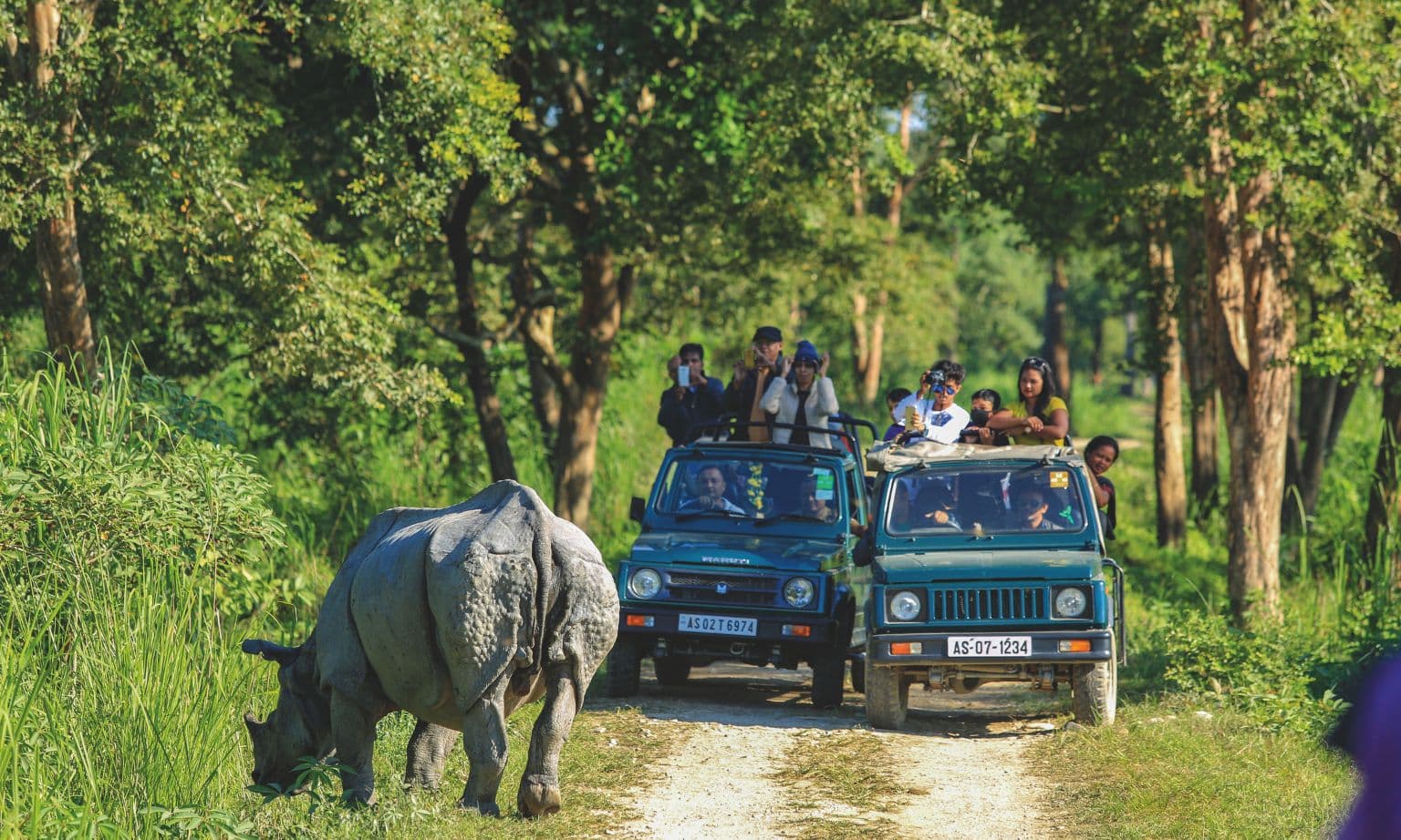 Rhinos on safari