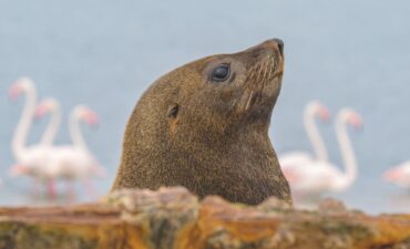Seals in Sao Tome Seals in Sao Tome
