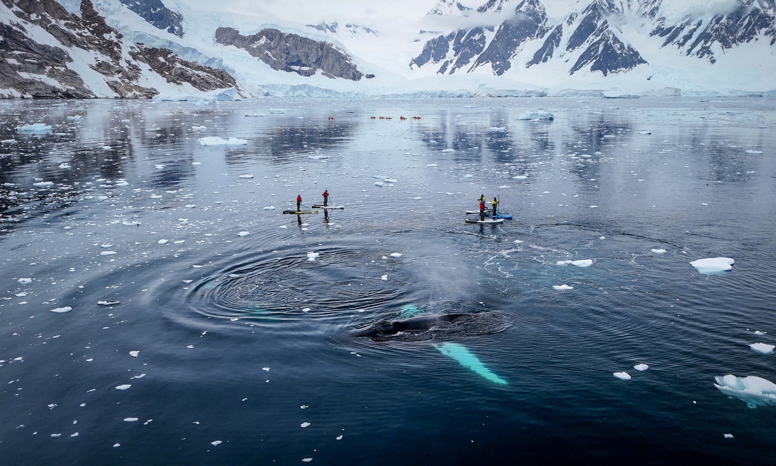 Humpback whales bubble-net feeding in Flandres Bay on the Antarctic Peninsula
