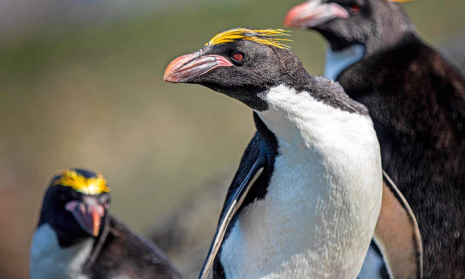 Macaroni penguin in the Antarctica