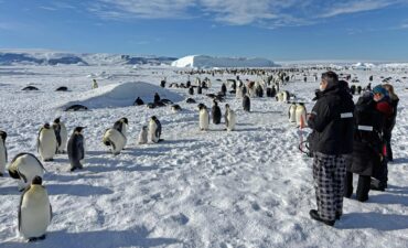 Antarctica penguins