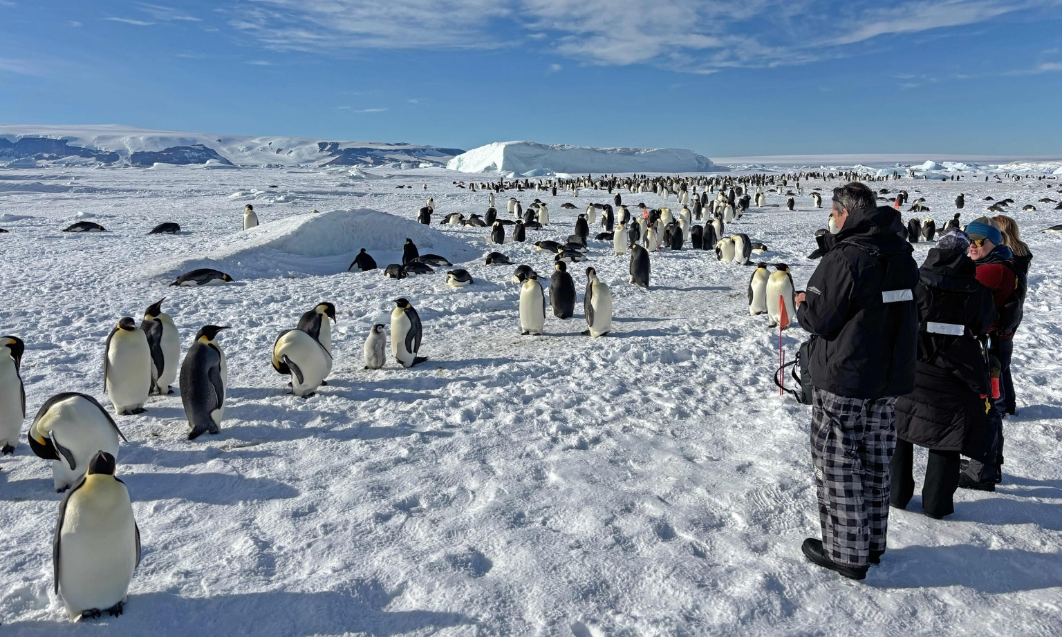 Antarctica penguins