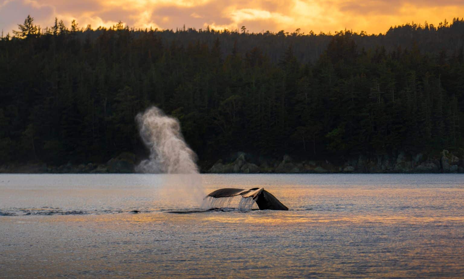 whale breaching the water in alaska