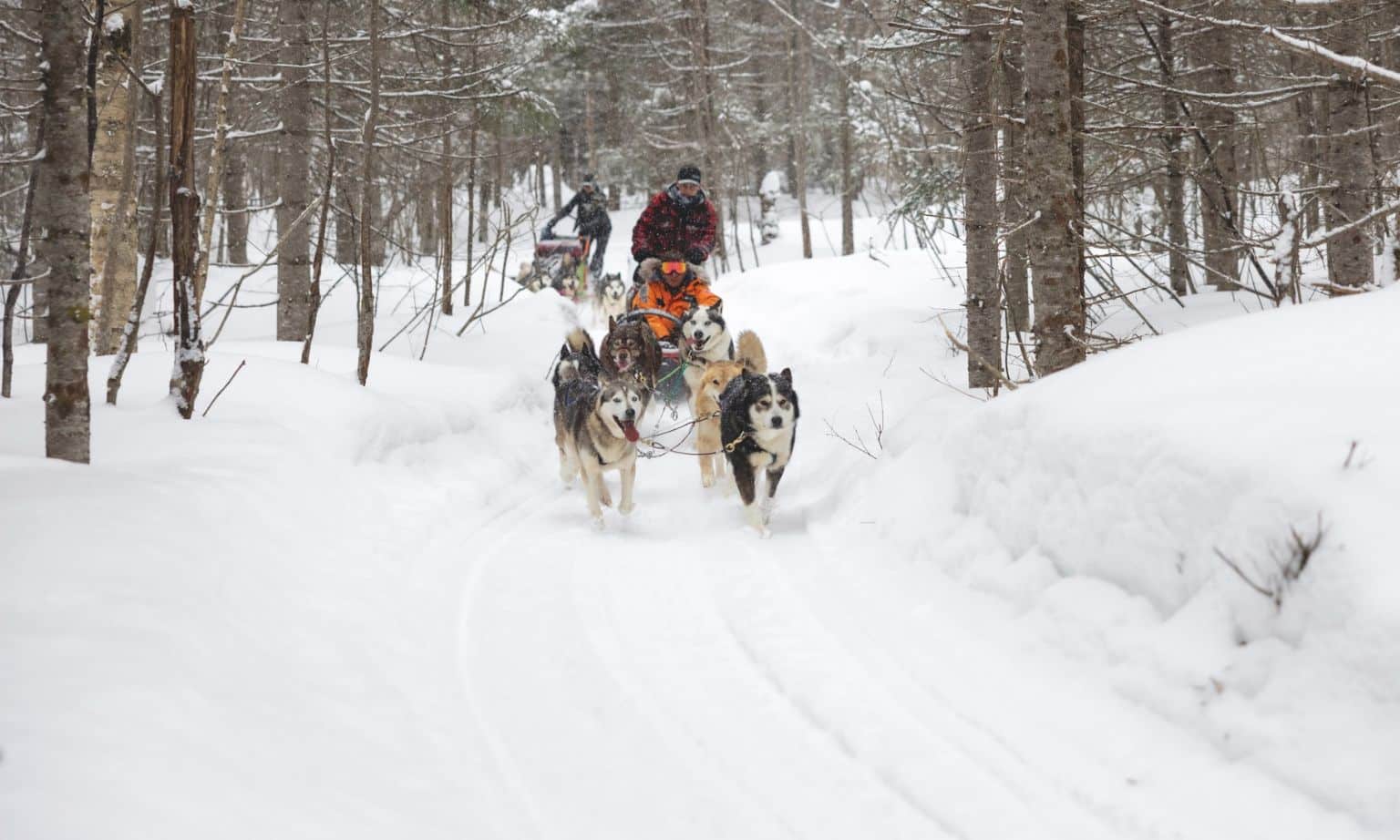 Dog sledding in the Arctic 1