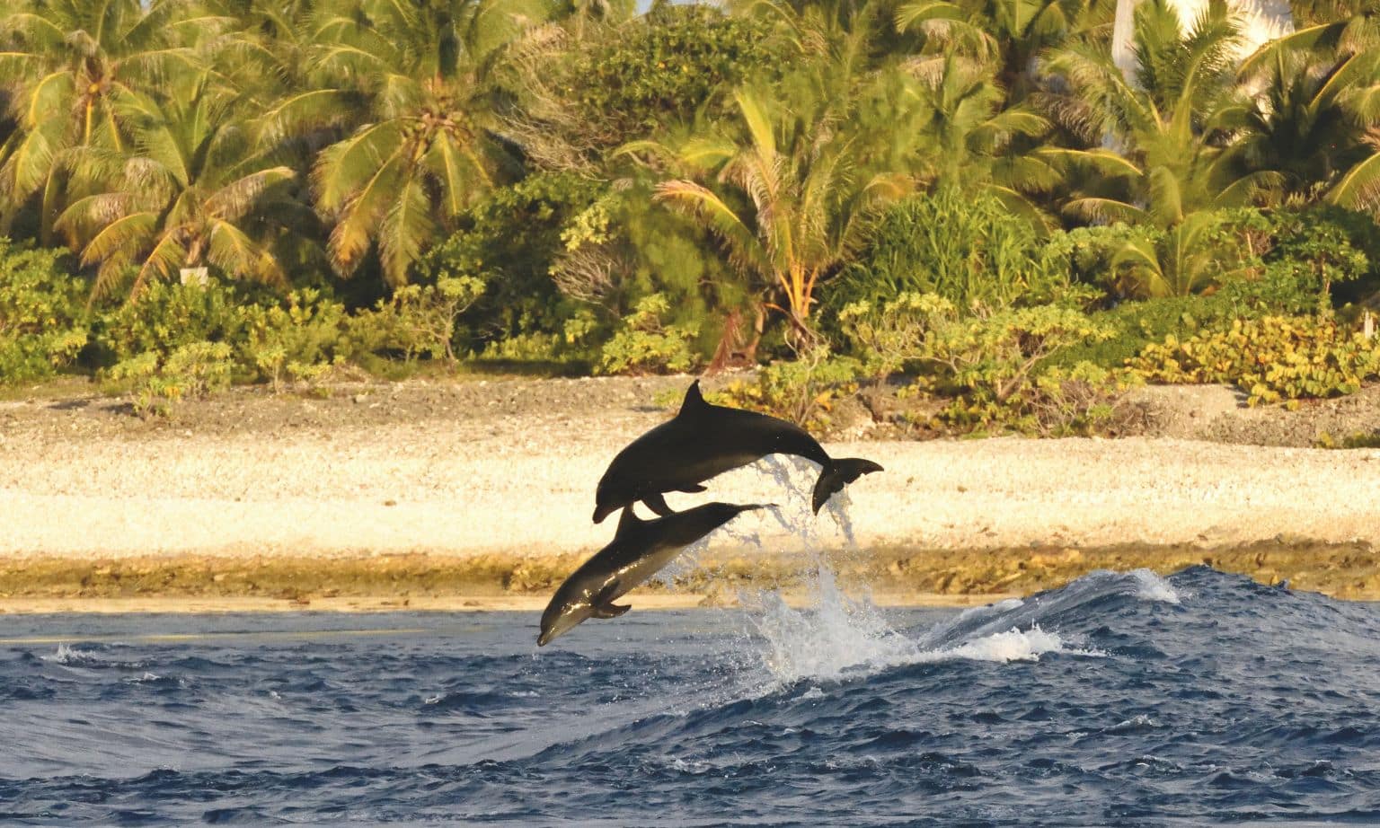 Dolphins jumping out of the sea in Tahiti