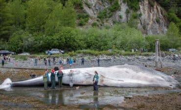 dead whale after ship strike