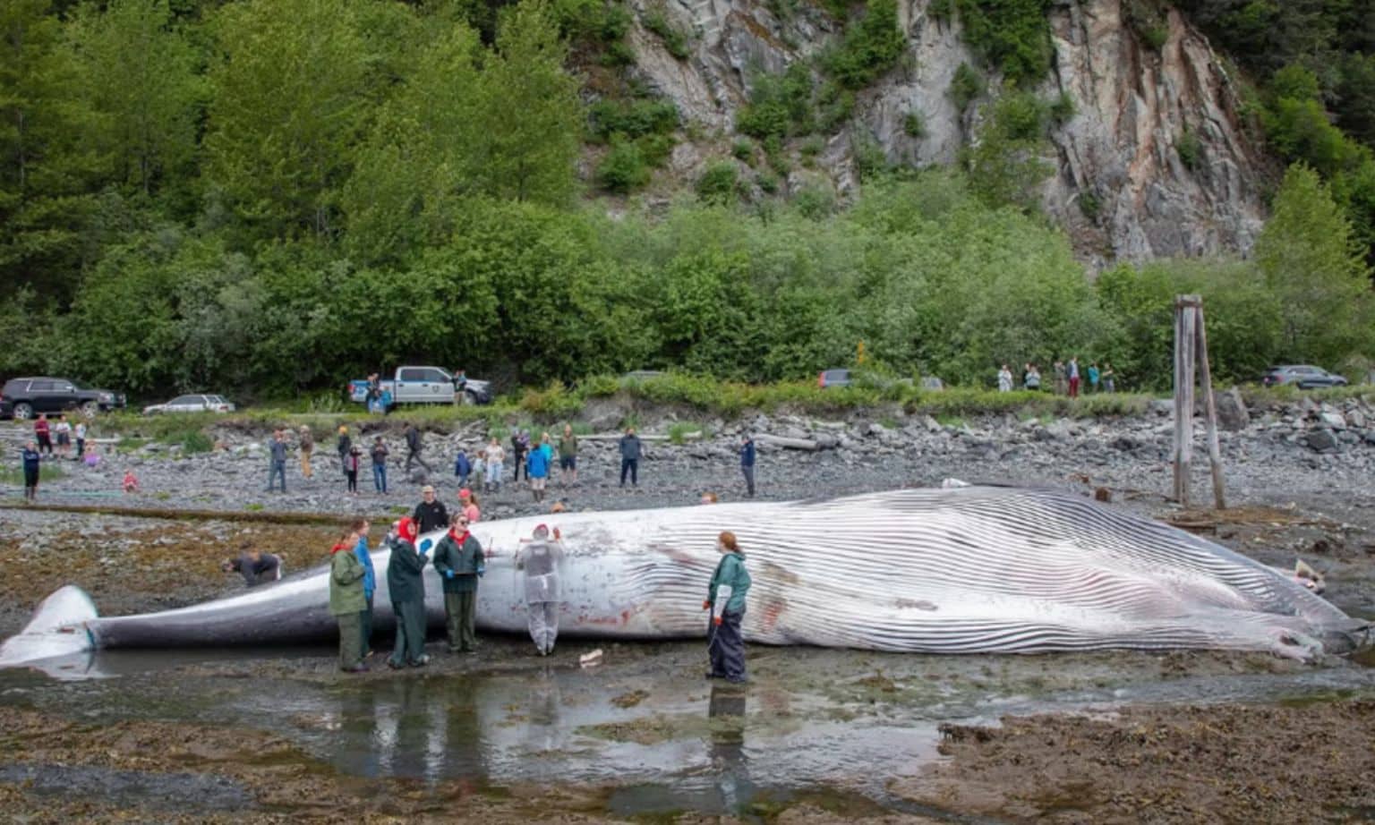 dead whale after ship strike