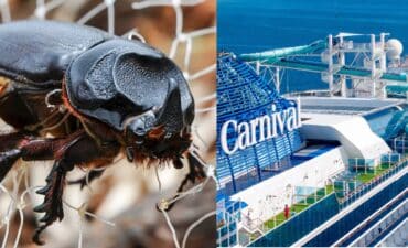 the coconut rhinoceros beetle