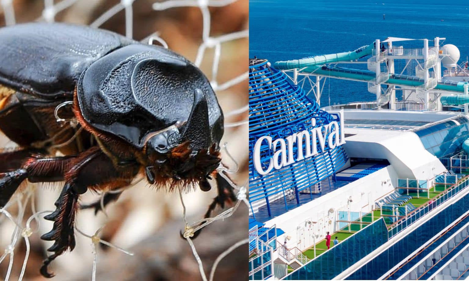 the coconut rhinoceros beetle